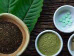 tumbuhan-kratom.jpg