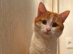 twix-si-kucing-1.jpg