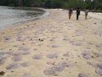 ubur-ubur-mati-terdampar-di-pantai-pesisir.jpg