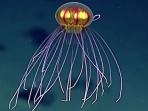 ubur-ubur-ufo_20160505_163010.jpg