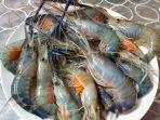 udang-air-tawar4.jpg