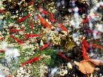 udang-merah_20160613_072527.jpg