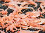 udang-sakura-jepang.jpg