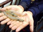 udang-vaname-di-tangan.jpg