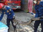 ular-di-pademangan-mangsa-kucing.jpg