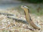 ular-king-cobra_20160405_220131.jpg