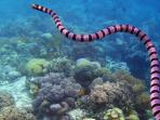 ular-laut_20160502_185910.jpg