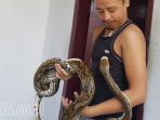 ular-piton-masuk-ke-pemukiman-warga-yang-ada-di-kota-pasuruan-jumat_20171027_170532.jpg