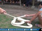 ular-piton-putih-berukuran-lebih-kurang-3-meter-ini-ramai-ditonton.jpg