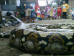 ular-piton_20150427_181646.jpg