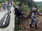 ular-python-ditemukan-di-pedalaman-serawak-malaysia_20180212_222151.jpg