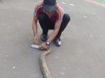 ular-sanca-kembang-bikin-kaget-aja.jpg