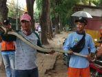 ular-sanca-kembang-di-kelapa-gading.jpg