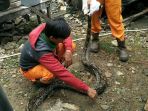 ular-sanca_20180104_194514.jpg