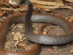 ular-taipan-papua-papuan-taipan-oxyuranus-scutellatus-canni.jpg
