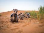 unta-duduk-di-dekat-rerumputan-di-gurun-sahara-di-moroko.jpg