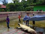 update-buaya-pemakan-manusia-di-minahasa-ditemukan-tulang-lengan-manusia-akan-jadi-barang-bukti.jpg