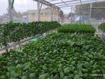 urban-farming1234.jpg