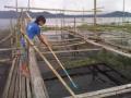 usaha-peternakan-ikan-di-danau-tondano.jpg