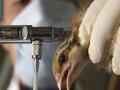 vaksin-flu-burung.jpg