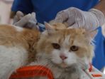 vaksin-rabies-gratis-untuk-warga-cipinang-muara_20210907_183748.jpg