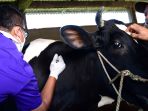 vaksinasi-pmk-pada-sapi-di-malang_20220629_133800.jpg