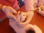 vaksinasi-rabies-gratis-hewan-peliharaan_20200928_163910.jpg