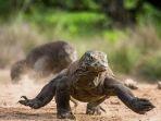 varanus-komodoensis-atau-komodo-sebagai-hewan-endemik-di-indonesia-sumber-indonesia-travel.jpg