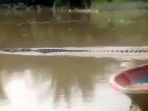 video-buaya_20180713_150002.jpg