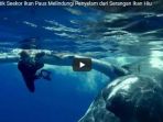 video-detik-detik-seekor-ikan-paus-melindungi-penyelam-dari-serangan-ikan-hiu_20180110_222205.jpg