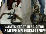 video-gadis-merasakan-sesuatu-di-lehernya-saat-bangun-ternyata-piton-3-meter-melingkar-di-leher.jpg