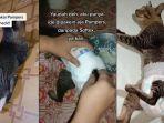 video-kucing-pakai-pampers-viral-di-media-sosial.jpg
