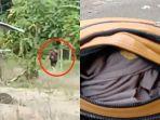 video-polisi-di-pinrang-digerebek-bersama-istri-orang.jpg