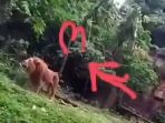 video-singa-mengaum-yang-viral_20180114_163435.jpg
