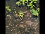 video-viral-stadion-gbla-jadi-kolam-ikan.jpg