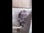 video-viral_20180203_143026.jpg