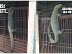 viral-foto-biawak-raksasa-manjat-pagar-rumah-netizen-bagikan-meme-meme-kocaknya.jpg