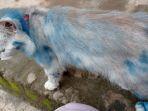 viral-foto-bulu-kucing-ini-berwarna-biru-sempat-tak-pulang-pemilik-menduga-dicat-seseorang.jpg