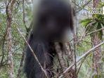 viral-foto-lutung-jawa-mati-termutilasi-dan-tergantung-di-pohon.jpg