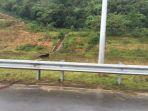 viral-foto-seekor-macan-kumbang-hitam-melintasi-jalan-di-malaysia-diduga-cari-habitat-baru.jpg