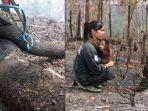 viral-foto-ular-dan-orang-utan-korban-kebakaran-hutan-di-kalimantan.jpg