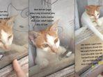 viral-kisah-kucing-membantu-buka-kunci-jendela-sang-pemilik-yang-terkunci-di-luar-kamar.jpg