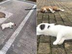 viral-kucing-dan-anjing-di-china-dilempar-dari-jendela-oleh-pemiliknya-takut-kena-virus-corona.jpg