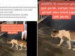 viral-kucing-terdiam-seperti-patung.jpg