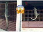 viral-pria-bagikan-foto-biawak-raksasa-di-rumahnya-manjat-pagar-seakan-ingin-masuk.jpg