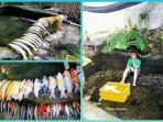 viral-pria-bayar-orang-untuk-bersihkan-kolam-ikan-tapi-setelahnya-semua-ikannya-mati.jpg