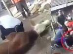 viral-pria-meninggal-ketika-sembelih-hewan-kurban-idul-adha-2019-terbaring-di-leher-sapi.jpg