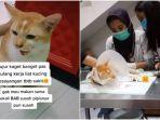 viral-seekor-kucing-peliharaan-ditendang-tetangga-hingga-kesakitan-1.jpg