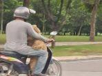 viral-seorang-ayah-membawa-boneka-74346.jpg