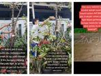 viral-tebang-pohon-milik-sendiri-berujung-dapat-teror-misterius.jpg